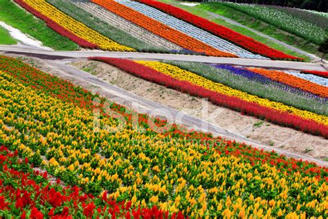 Flowers Farm Stock Photo Royalty Free Freeimages