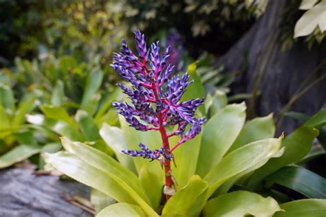 17 Most Popular Types Of Bromeliad Plants Petal Republic