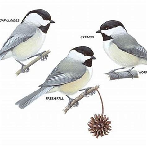 What Is The Difference Between A Chickadee And A Titmouse Diy Seattle