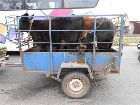 Domestic Cows Travel Stock Image Image Of Hindcarriage 131421183