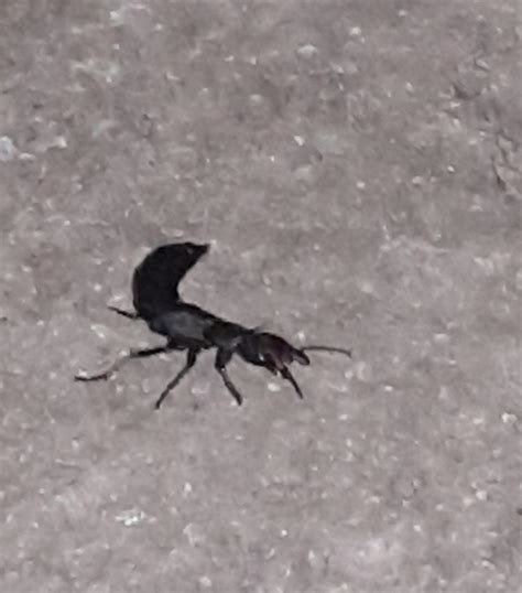 Scorpion Looking Ant Thing North Uk About 5cm In Length R