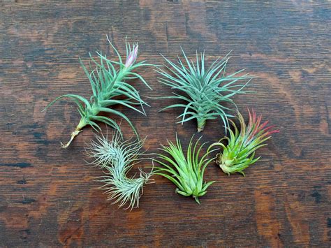 This is good news for crafty gardeners! Air Plant Starter Kit | Tillandsia Packages | Air Plant ...