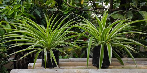 Spider Plant Outdoors Growth And Care Guide Gfl Outdoors
