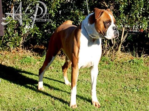 The breeders listing has details of boxer puppies and mature a small, successful kennels based in gore, southland, nz, breeding quality boxers (treasured family. Babybull Boxers, Boxer, boxer puppies, boxer puppies for ...