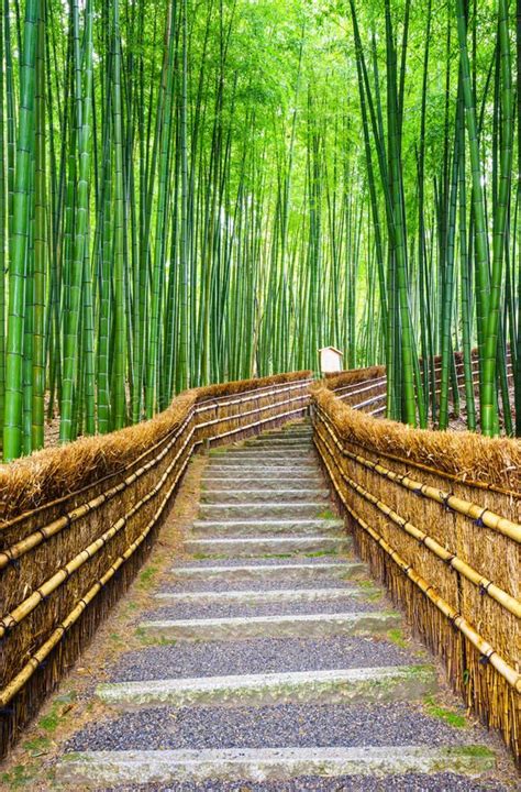 Path To Bamboo Forest Arashiyama Kyoto Japan Stock Image Image Of