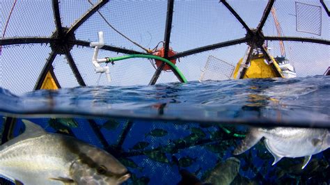 Several Fish Swimming In The Water Near A Fishing Net With Nets On It