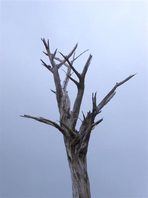 Free Stock Photo Of Branches Of A Dead Tree Photoeverywhere