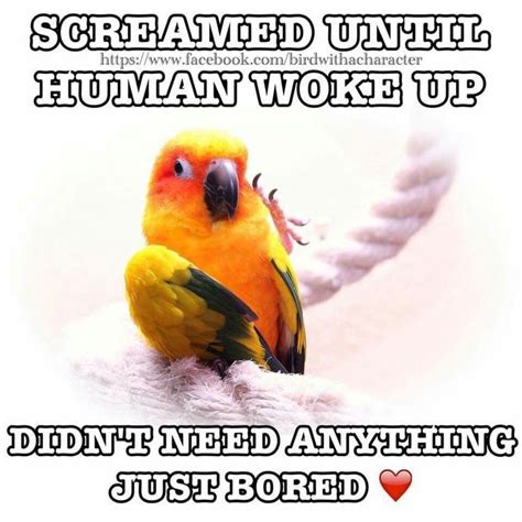 Pin By Vera On Lol Funny Parrots Conure Parrots Parrot