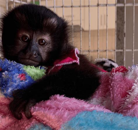 Capuchins Monkey For Sale In New York 366 Petzlover