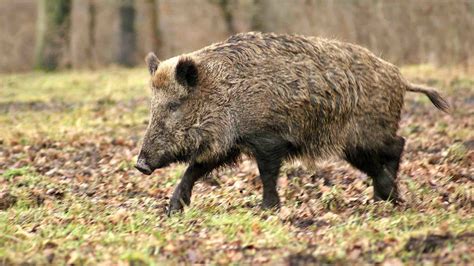 Feral Hogs Are A Serious Threat To North American Biodiversity