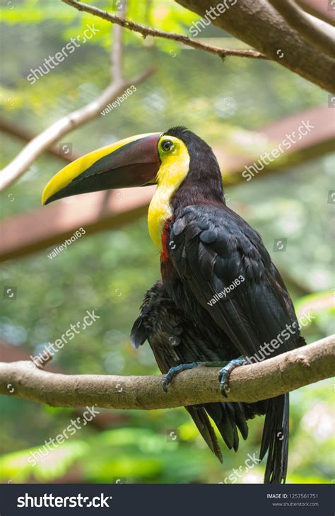 Costa Rican Based Chestnutmandibled Toucan Ramphastos Foto Stock