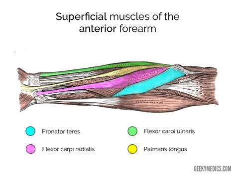Most of the tendons are held in place at the wrist by the extensor retinaculum. Muscles of the Anterior Forearm | Anatomy | Geeky Medics