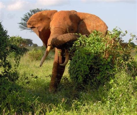Dangerous Of Wild Animals African Bush Elephant