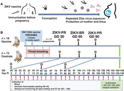 dna vaccination before conception protects zika virus exposed pregnant macaques against