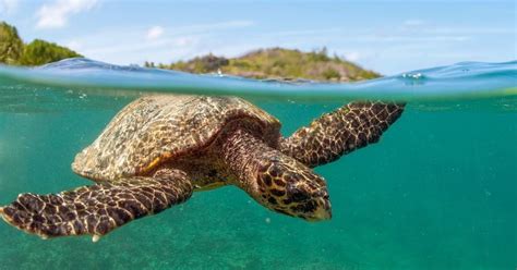 10 Endangered Ocean Species And Marine Animals Fun