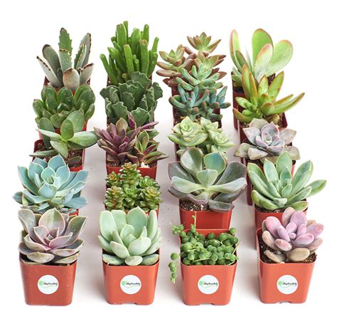 Shop Succulents Unique Collection Of Live Plants Hand Selected