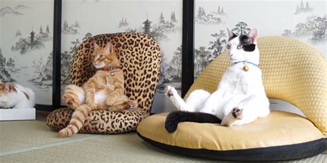 Cats Sit And Relax Like Humans Video