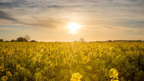 Yellow Flower Field Under Blue Cloudy Sky During Daytime · Free Stock Photo
