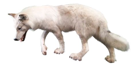 30 Arctic Fox Transparent Png Images Free Transparent