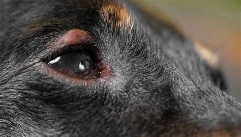 Dog Eye Infection Or Allergies Dogjullle