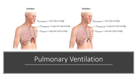 Pulmonary Ventilation Youtube