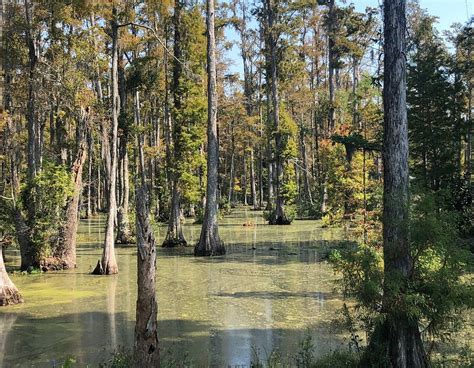Cypress Gardens Moncks Corner 2020 All You Need To Know Before You