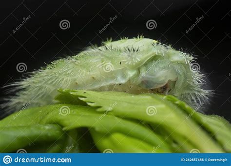 Close Shot Of The Green Crowned Slug Moth Caterpillar Stock Photo