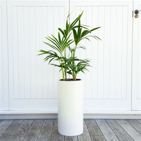 Kentia Palm In Tall White Pot Graceful Plantandpotnz