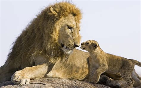 Hd Wallpaper Big Lion And Baby Lion Adult Lion And Cub Animals