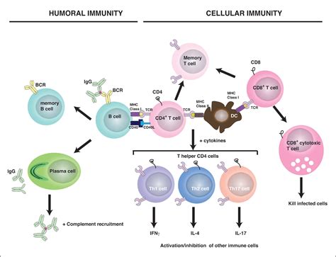 A Primer on Inflammation for Psychiatrists