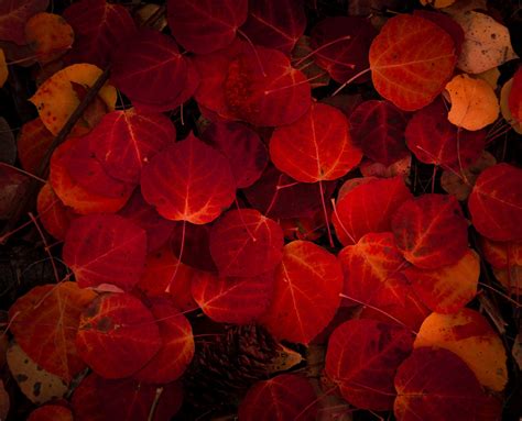 Fall Aspen Leaves Red Aspen Leaves Autumn Leaf Art Colorful Etsy