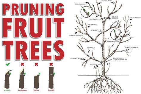 Pruning Fruit Trees A Simple Guide