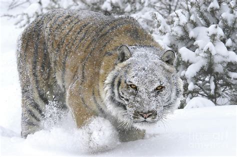 Siberian Tiger Winter Photograph By Wildlife Fine Art Pixels