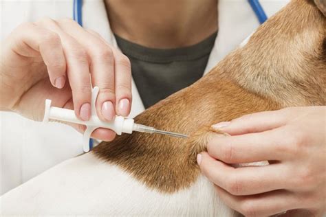 Animal vaccinations | Shepherds' Vets Centre Kidderminster