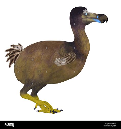 Extinct Dodo Bird High Resolution Stock Photography And Images Alamy