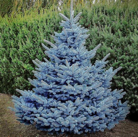 Baby Blue Spruce — Plantingtree