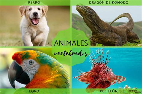 Escriba 5 Ejemplos De Animales Vertebrados Kulturaupice