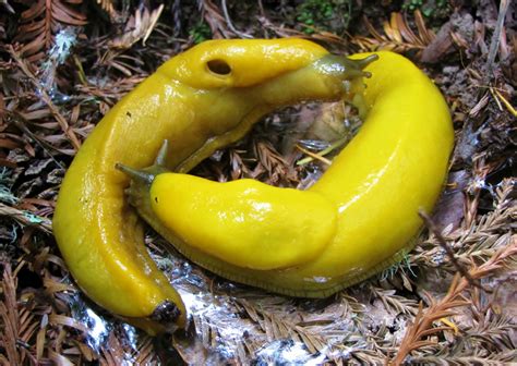Banana Slug Facts Banana Slugs Are Commonly Found In The