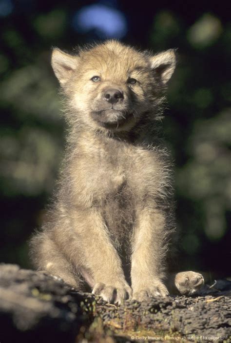 Young Grey Wolf Pup In Montana