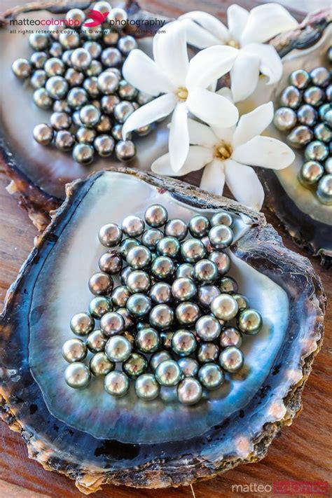 Famous Black Pearls Of Tahiti Rangiroa French Polynesia Royalty Free Image