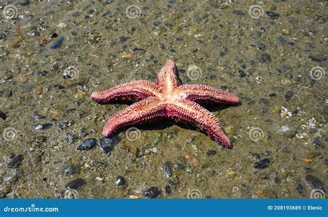 Pisaster Ochraceus On The Pacific Ocean Beach Generally Known As The