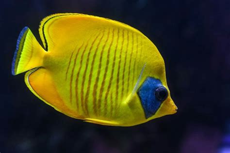 Pin By Love Catssss On Cute Animals Aquarium Fish Fish Tropical Fish