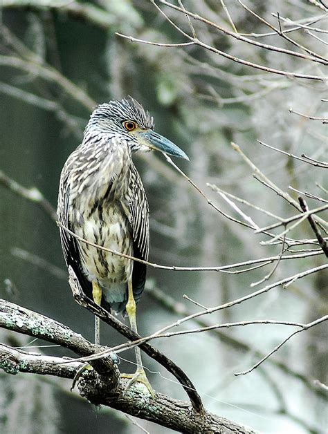 Juvenile Yellow Crowned Night Heron Photograph By Norman Johnson Fine