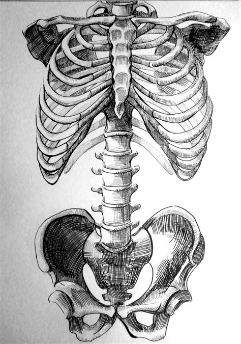 Anatomy Art Skeleton Drawings Human Anatomy Art