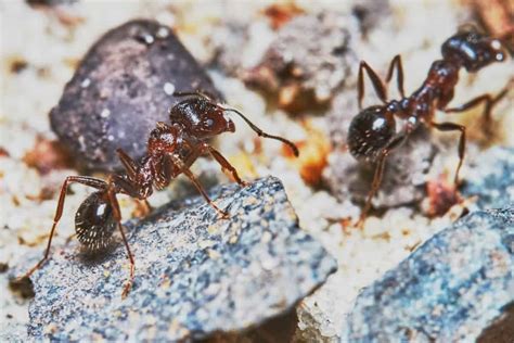 23 Different Types Of Ants You Should Know With Pictures Pest