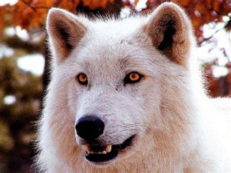 White Wolf Latest Wallpapers 2012 For Desktop Background