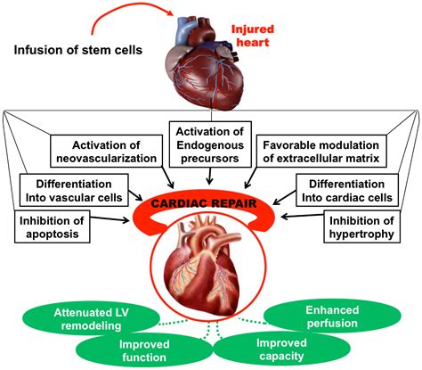 Advances In Stem Cell Therapy For Cardiovascular Disease Review