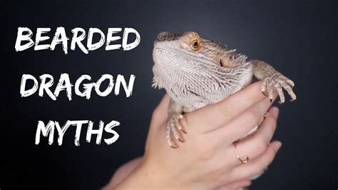 Bearded Dragon Myths These Facts May Surprise You Youtube