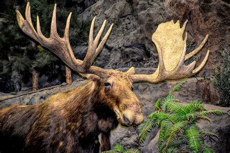 Colorado Hunter Misses Shot Suffers Injuries After Aggressive Moose