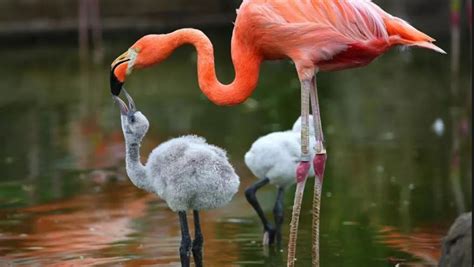 About 5 000 Lesser Flamingo Chicks Risk Dying In Northern Cape Sabc